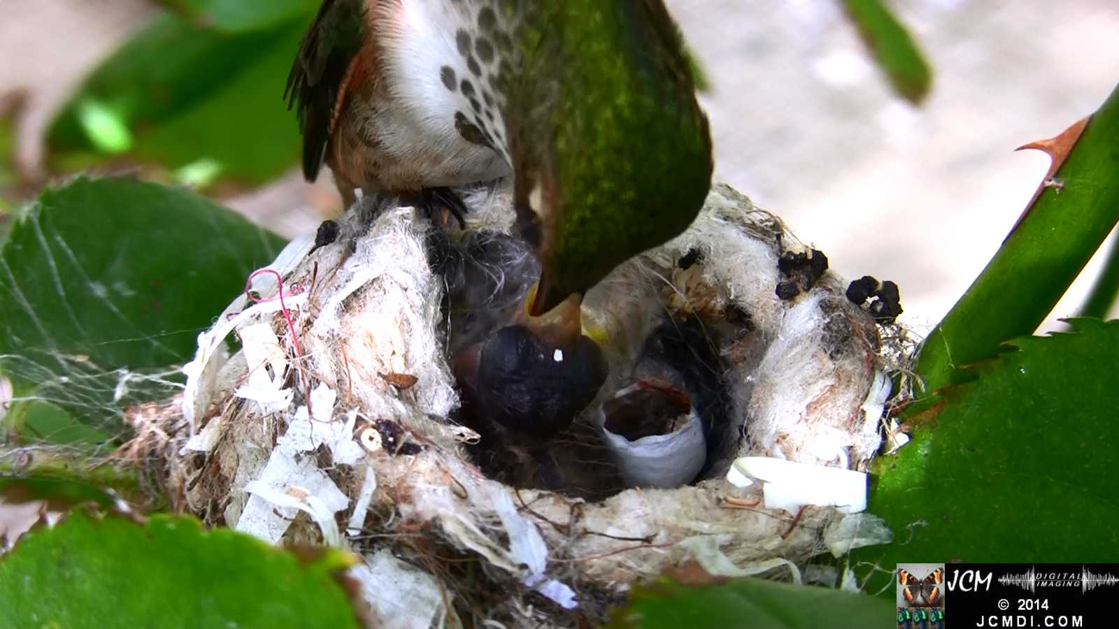 Allens Hummingbird feeding chick super close up 3